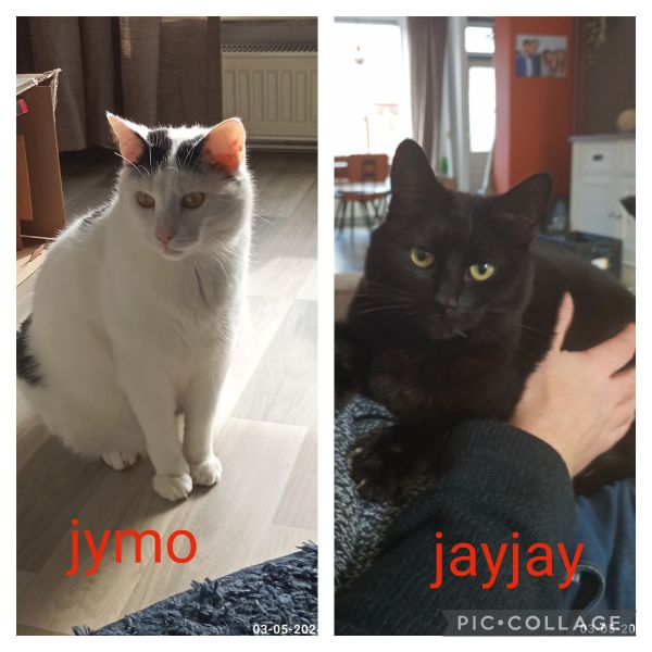 Jymo