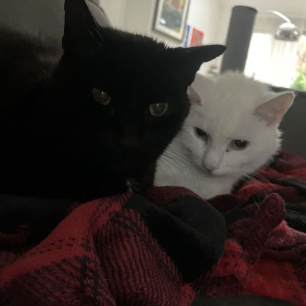 Elvis &amp; Kira