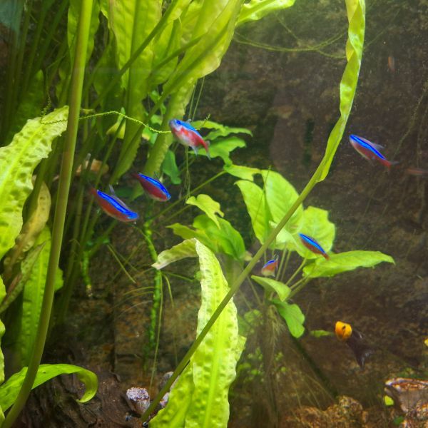 Zoetwateraquarium met garnalen, tetra etc.