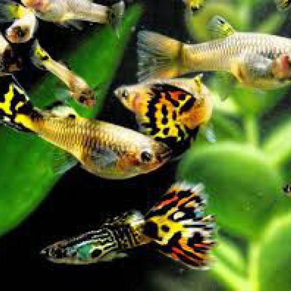 Guppies