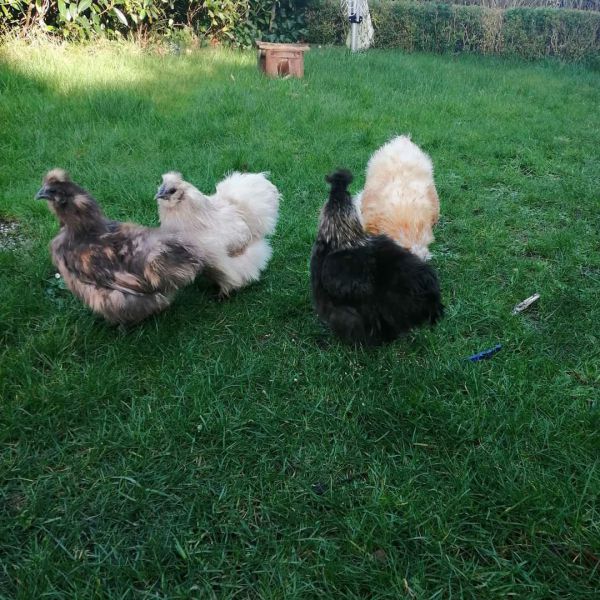 Chickie, pluimpje, woppy en nugget