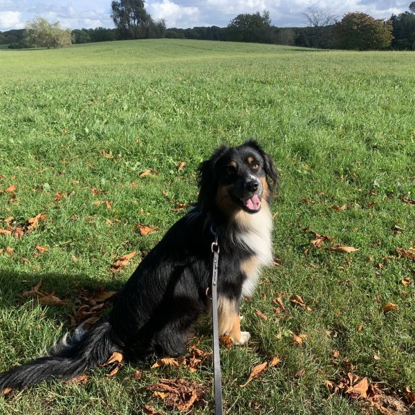 Skye (‘Mini Aussie’)