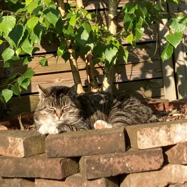 Mimsy (woont in de tuin, aanlooppoes)