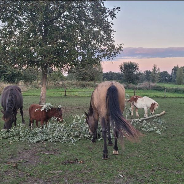 Paarden en pony&#039;s