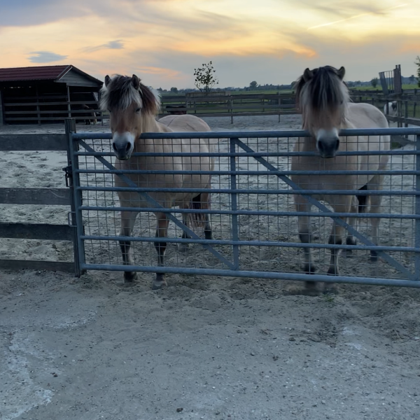 Max en Gijs uit Noordeloos zoekt een Paardenverzorger