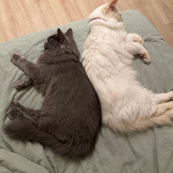 Nimbus en Lilo, Kiara uit Huizen zoekt een Kattenoppas