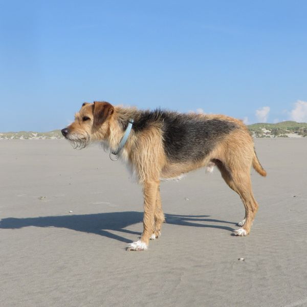 Lucky uit Groningen zoekt een Hondenoppas