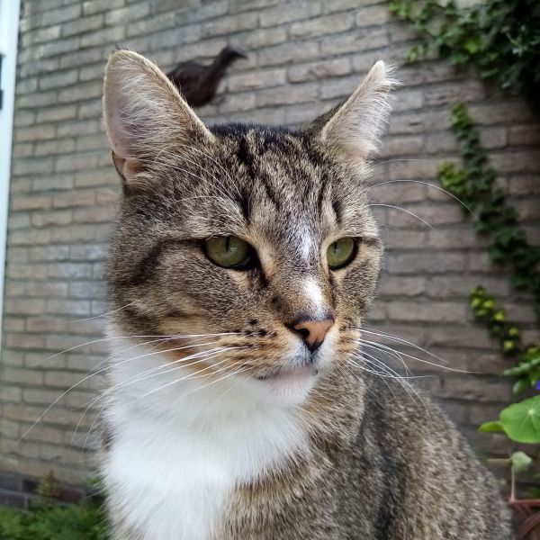 PouPou uit Veenendaal zoekt een Kattenoppas