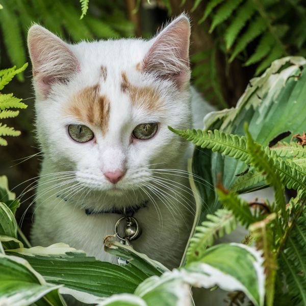 AYLA uit Zwijndrecht zoekt een Kattenoppas