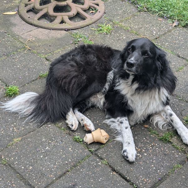 Buddy uit Zutphen zoekt een Hondenoppas