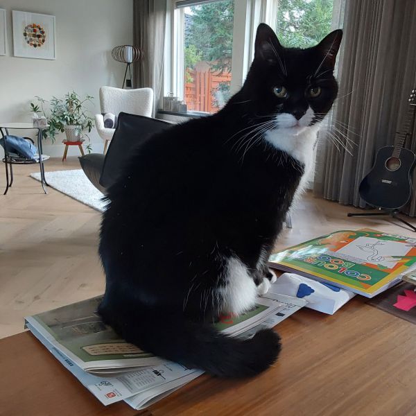 Zazu uit Lelystad zoekt een Kattenoppas