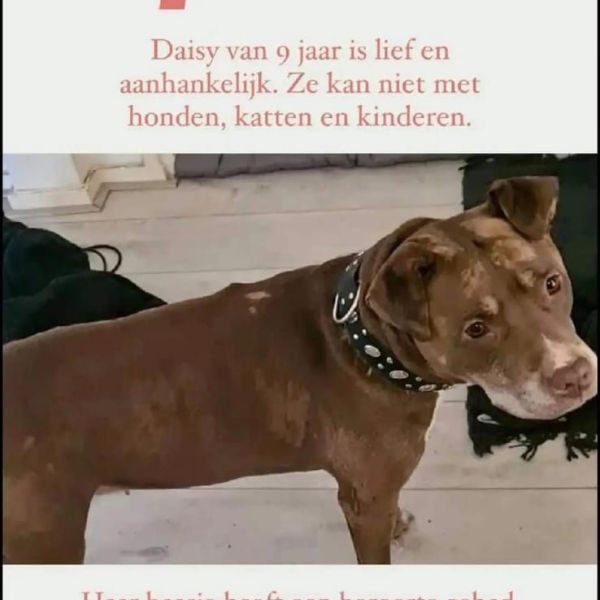 Daisy uit Rotterdam zoekt een Hondenoppas