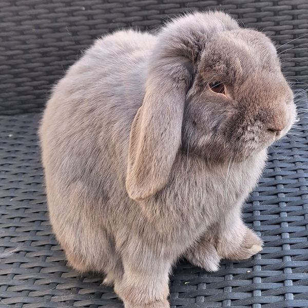 Yuki, Momo uit Alphen Aan Den Rijn zoekt een Knaagdierenoppas