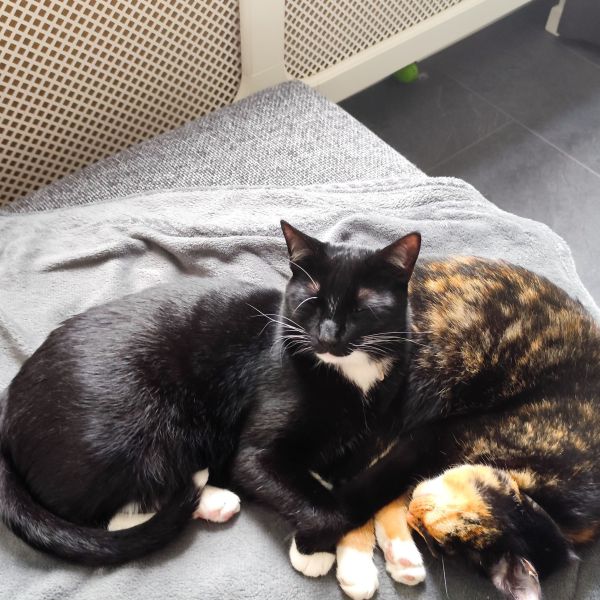 Blacky, Saartje uit Nieuwerkerk Aan Den Ijssel zoekt een Kattenoppas