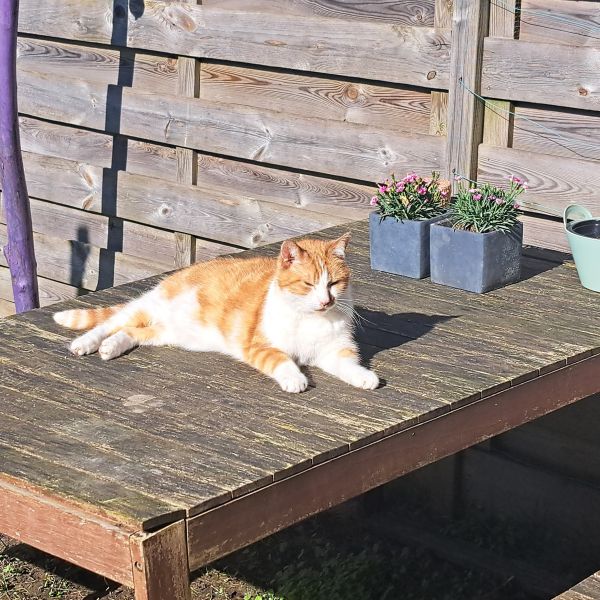 Pico, Muis uit Steenwijk zoekt een Kattenoppas