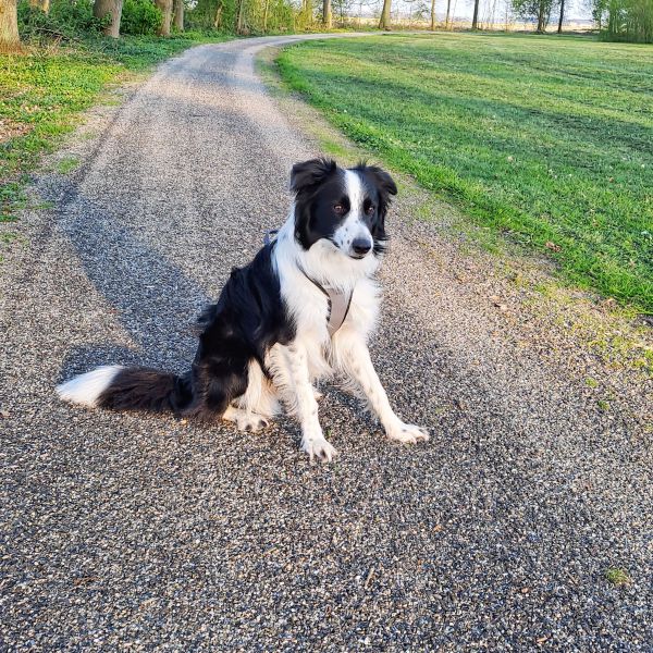 Ozzy uit Nagele zoekt een Hondenoppas