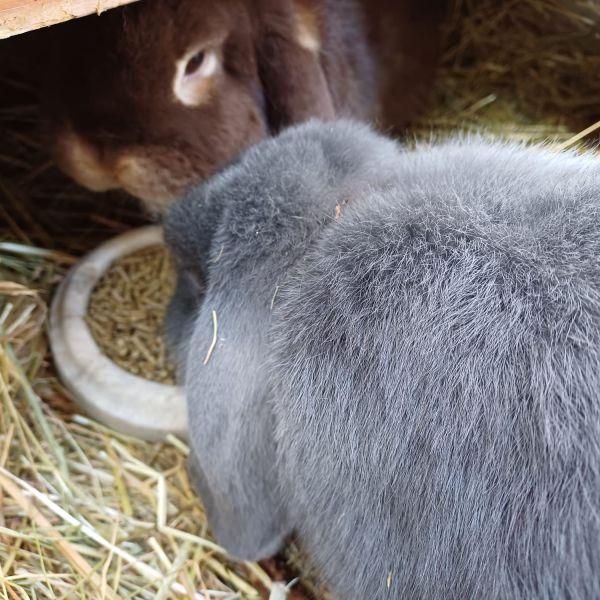 Bumper, Hartje uit Steenwijk zoekt een Knaagdierenoppas