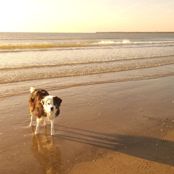 Huisdierenoppas Claudia uit Ijmuiden