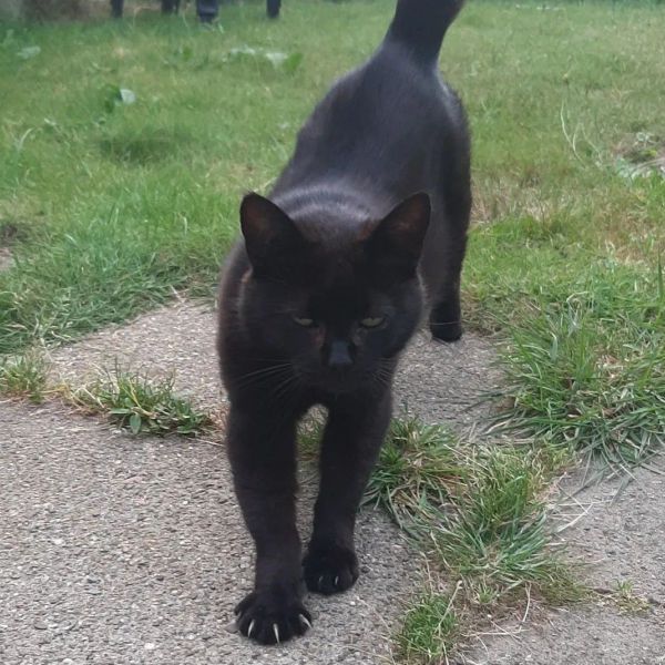 Bumper uit Den Burg zoekt een Kattenoppas