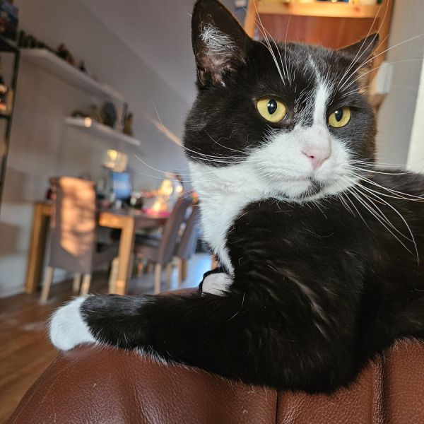 Bucky uit Amsterdam zoekt een Kattenoppas