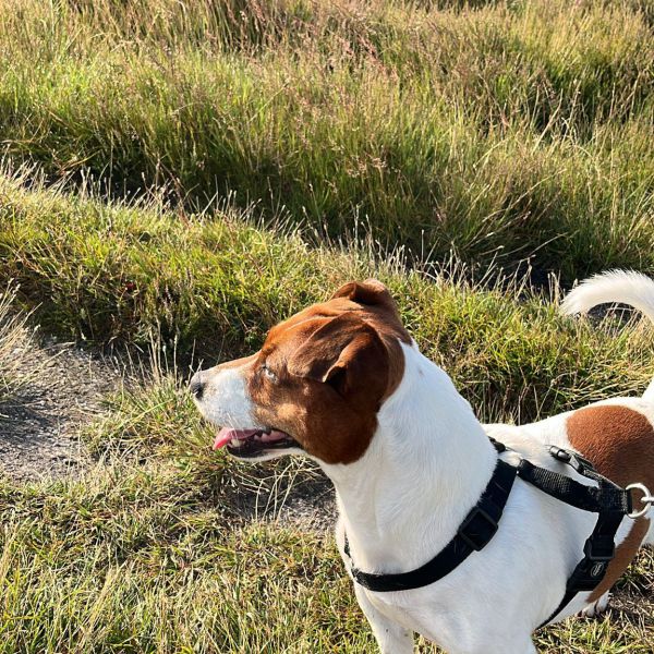 Dylan uit Hilversum zoekt een Hondenoppas