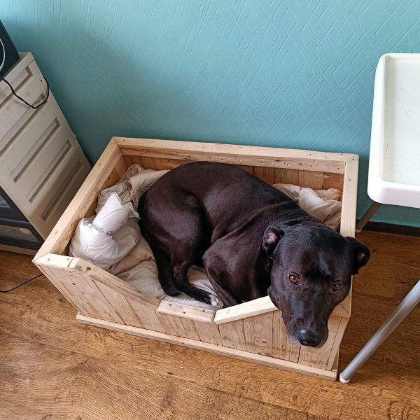 Milo uit Delfzijl zoekt een Hondenoppas