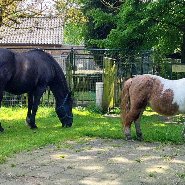 Fanny en Emma uit Sint Philipsland zoekt een Paardenverzorger