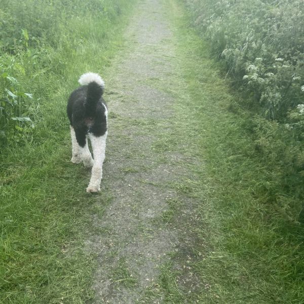 Winston uit Meppel zoekt een Hondenoppas