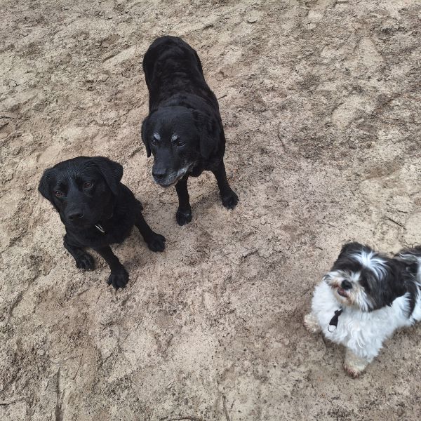 Hondenoppas Marlies uit Loon Op Zand