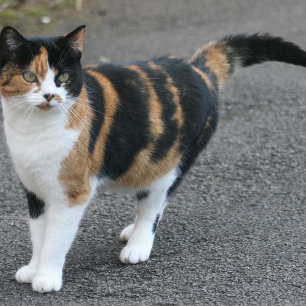 Puk, Puk uit Kudelstaart zoekt een Kattenoppas