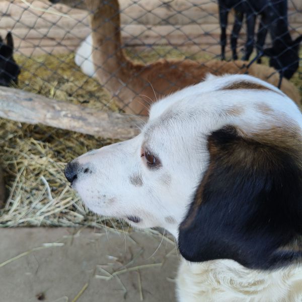 Dora uit Bedum zoekt een Hondenoppas