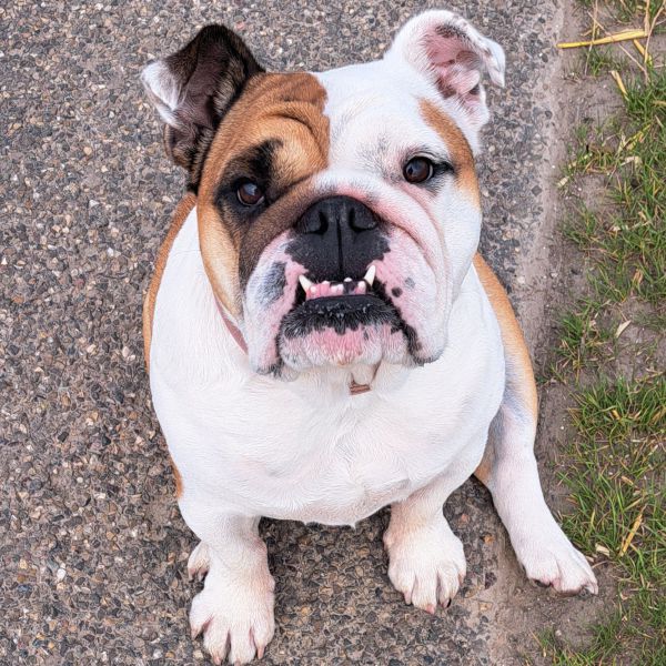 Lola uit Bant zoekt een Hondenoppas