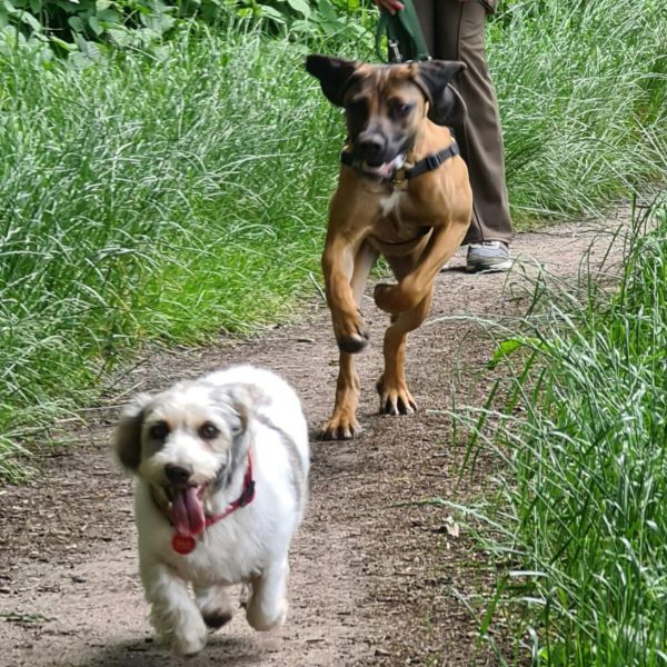 Ella, Sammie uit Naarden zoekt een Hondenoppas