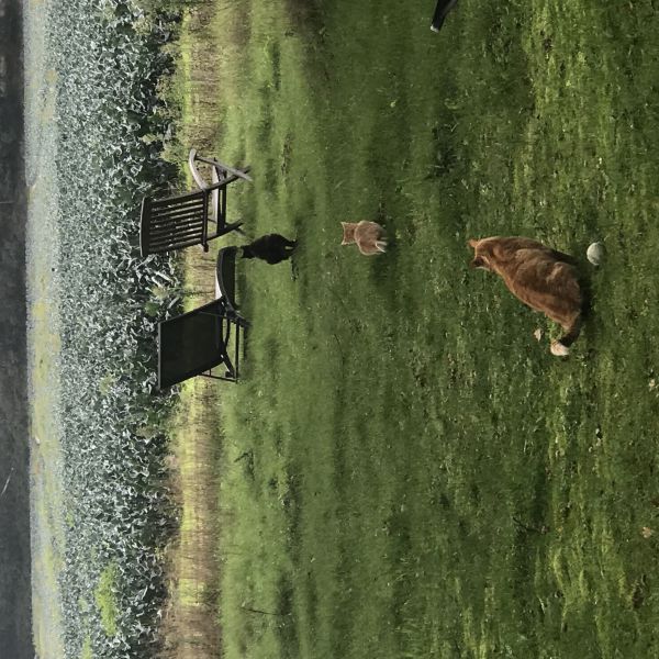 Charlie, Scottie en Micha uit Strijbeek zoekt een Kattenoppas