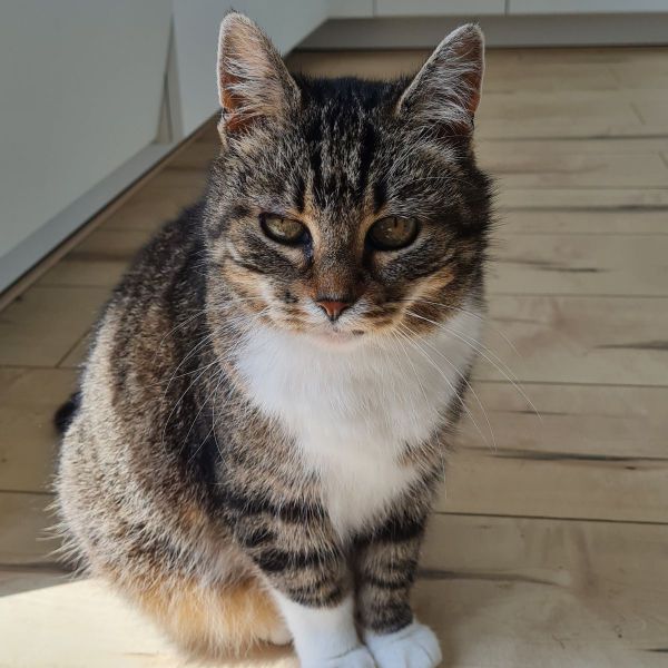 Pearl uit Doesburg zoekt een Kattenoppas