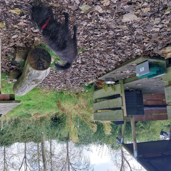 Bonna uit Oost-Souburg zoekt een Hondenoppas