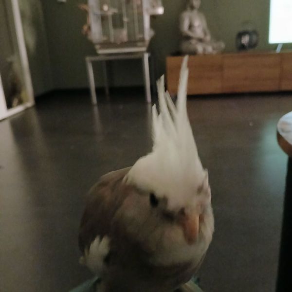 Oscar uit Almere zoekt een Vogeloppas