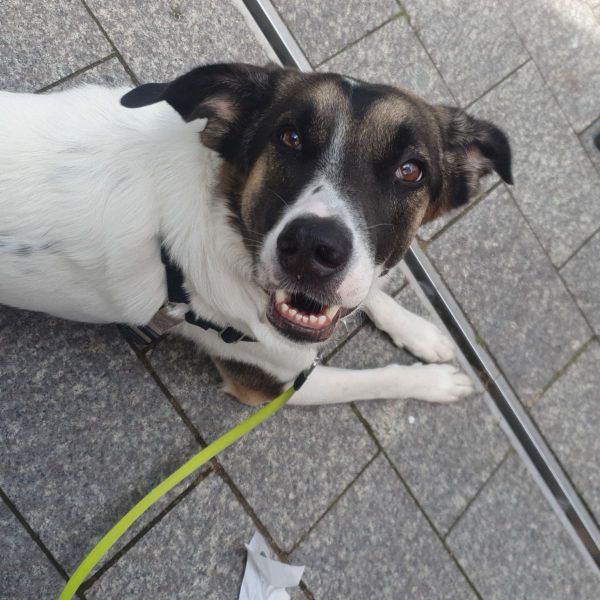 Balou uit Vijfhuizen zoekt een Hondenoppas