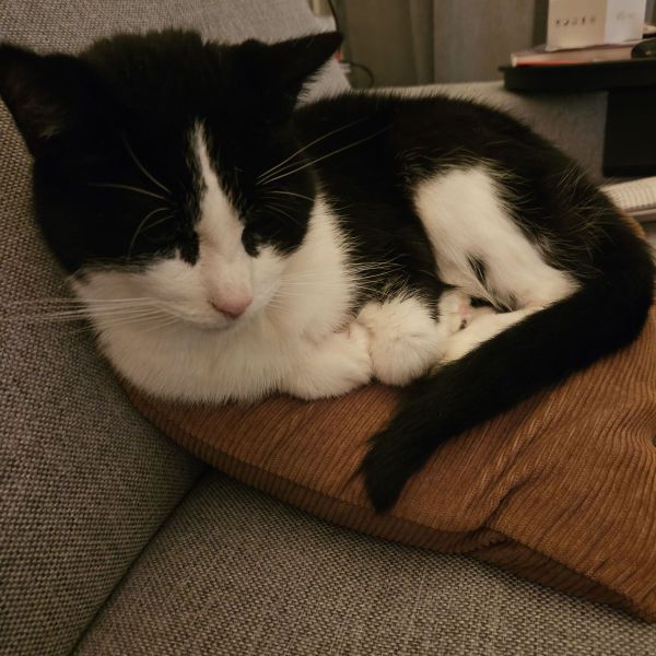 CHEFFIE uit Huissen zoekt een Kattenoppas