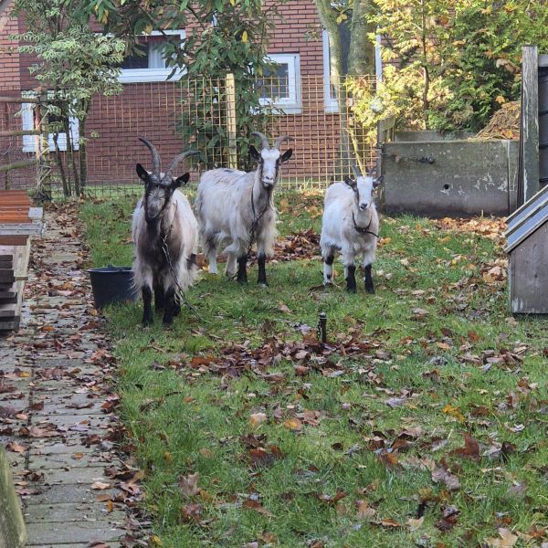 Geiten, Fedde, Molly en Fluffie uit Nieuw-Roden zoekt een huisdierenoppas