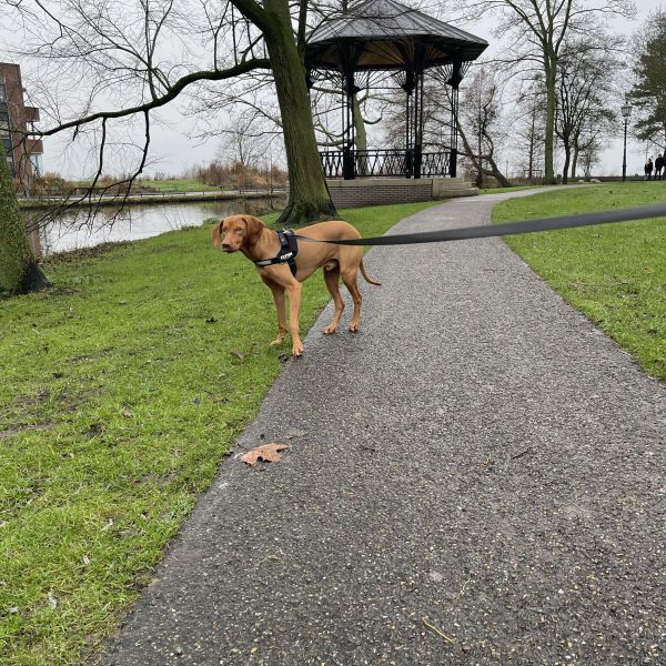 Hondenoppas Liesbeth uit Hierden