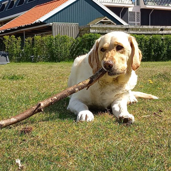 Mika uit Hengelo, Overijssel zoekt een Hondenoppas