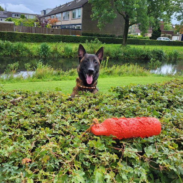 Hondenoppas Werk In Hoogland | Huisdierenoppas.nl