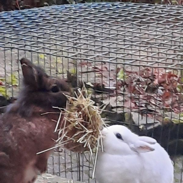 Chocolate, Nala uit Amersfoort zoekt een Knaagdierenoppas