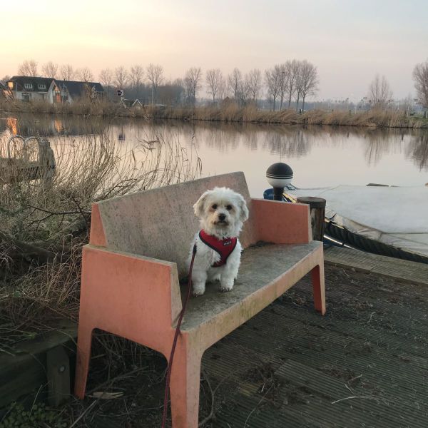 Lucy uit Ouderkerk Aan De Amstel zoekt een Hondenoppas