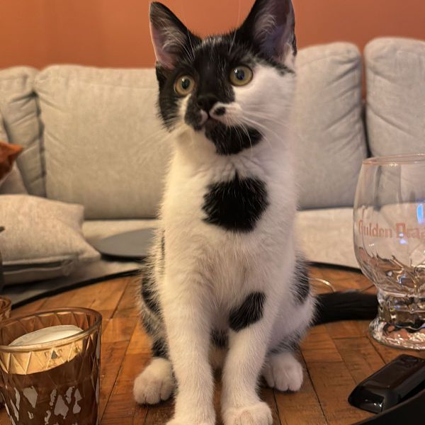 Toby uit Utrecht zoekt een Kattenoppas