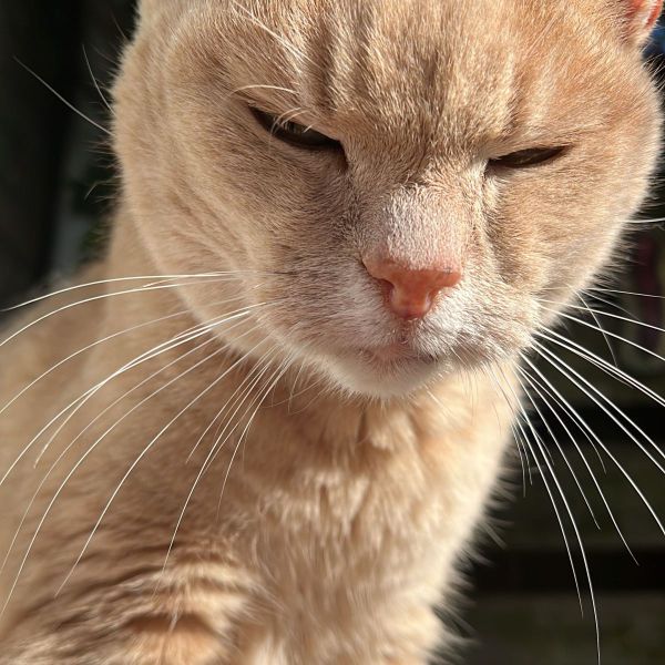 Kattenoppas Daan uit Utrecht