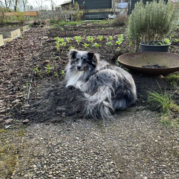 Zazou, Debby en Ellie, Theo met Zazou uit Lochem zoekt een huisdierenoppas