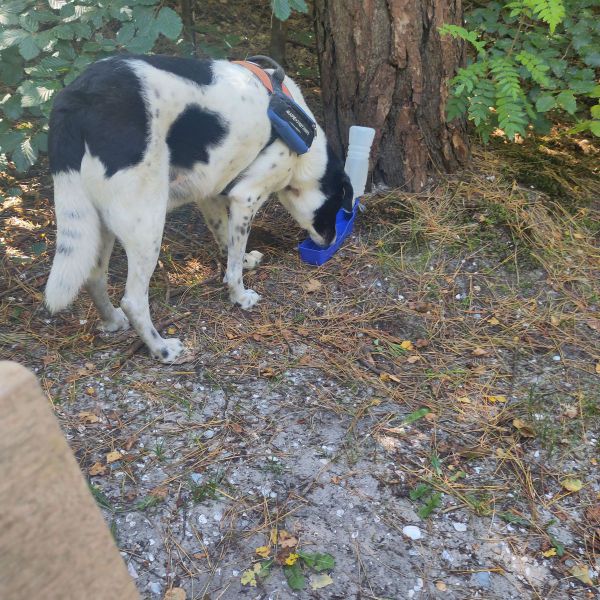 Jaapie uit Monnickendam zoekt een Hondenoppas