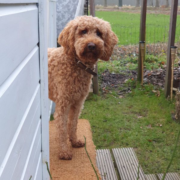 Ollie uit Wezep zoekt een Hondenoppas